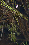 Eastern purple bladderwort